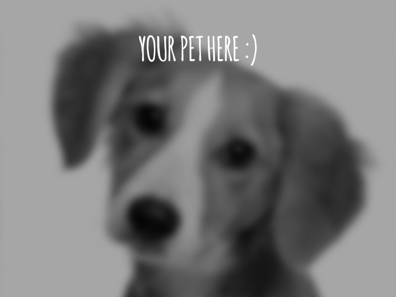 Your pet here